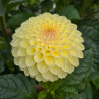 Winholme Diane