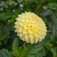 Winholme Diane