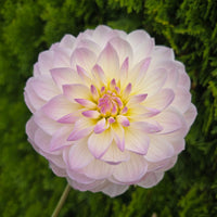 HOLLYHILL LILLIBET
