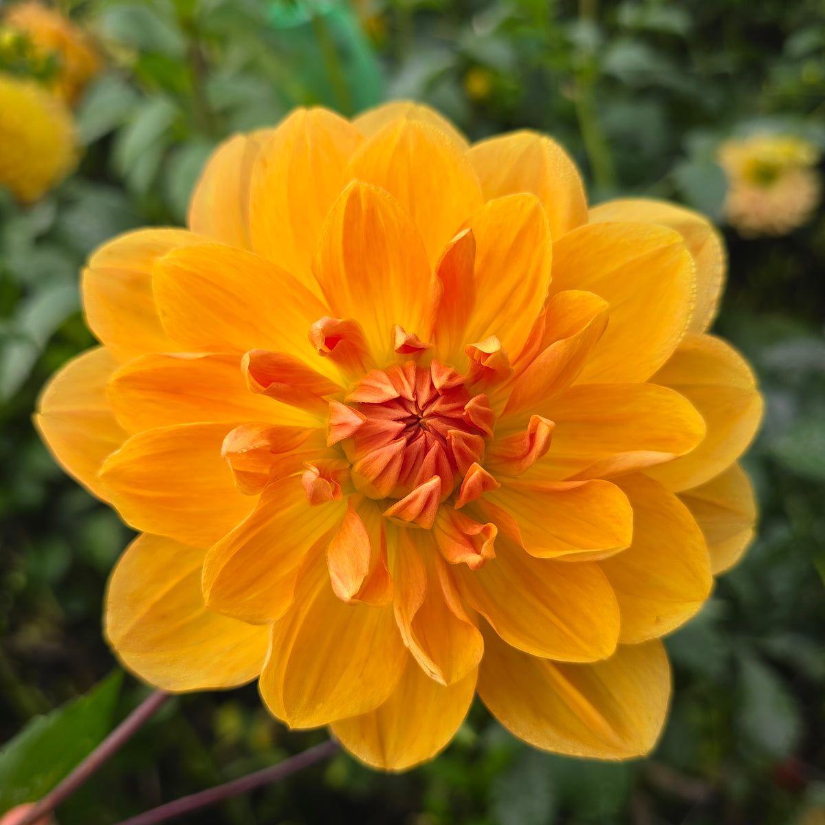 Hollyhill Honeygold