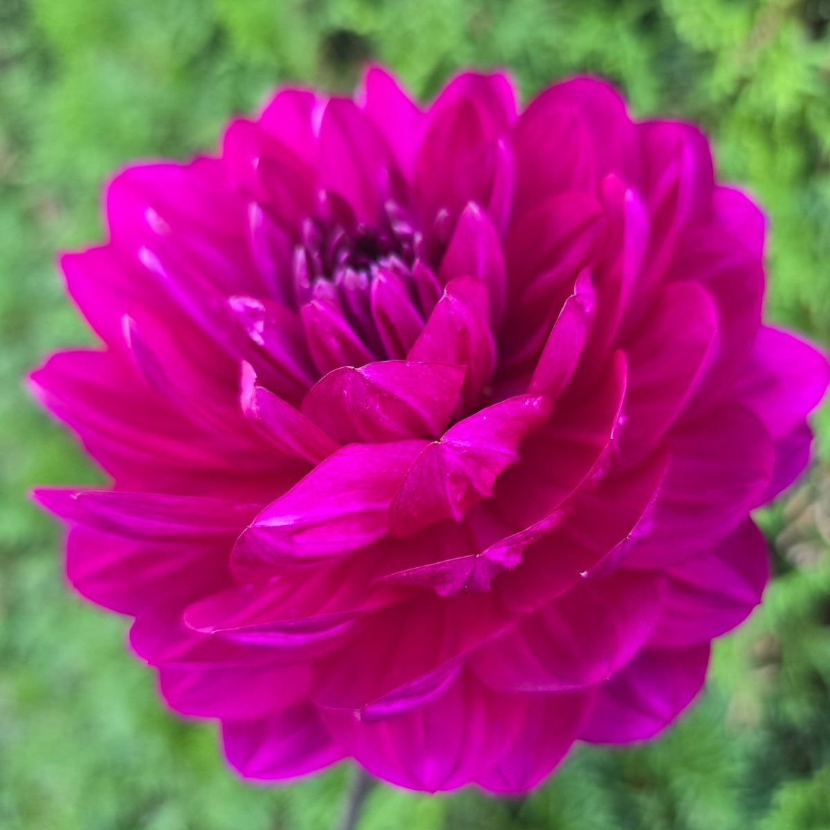 Sandia Regal