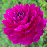 Sandia Regal