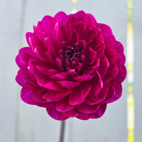 Sandia Regal