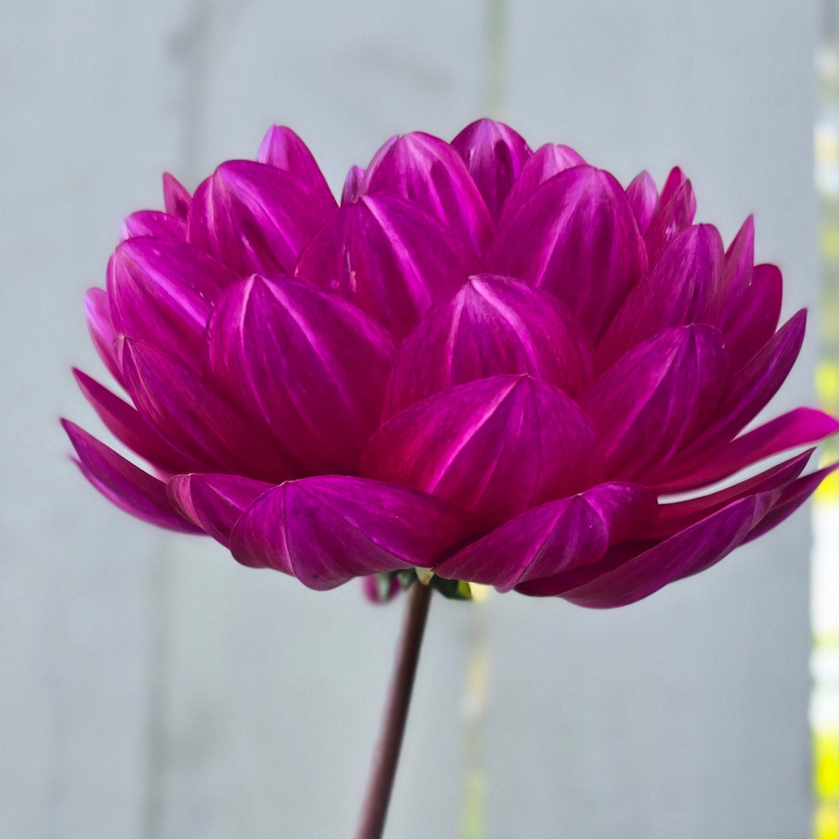 Sandia Regal