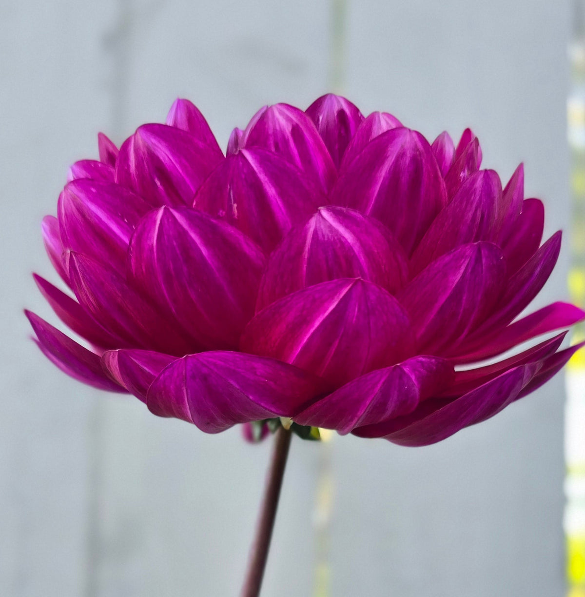 Sandia Regal