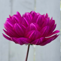 Sandia Regal