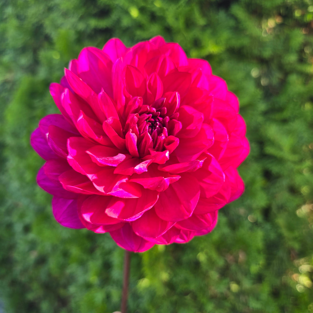 Sandia Regal