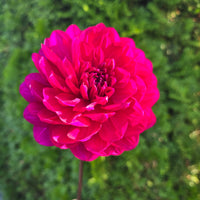 Sandia Regal
