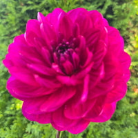 Sandia Regal