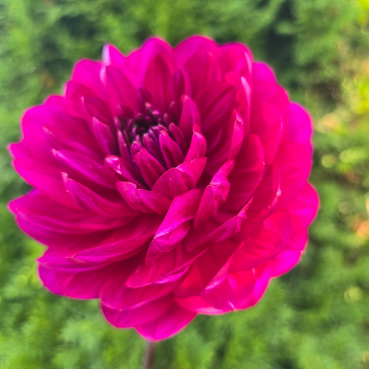 Sandia Regal