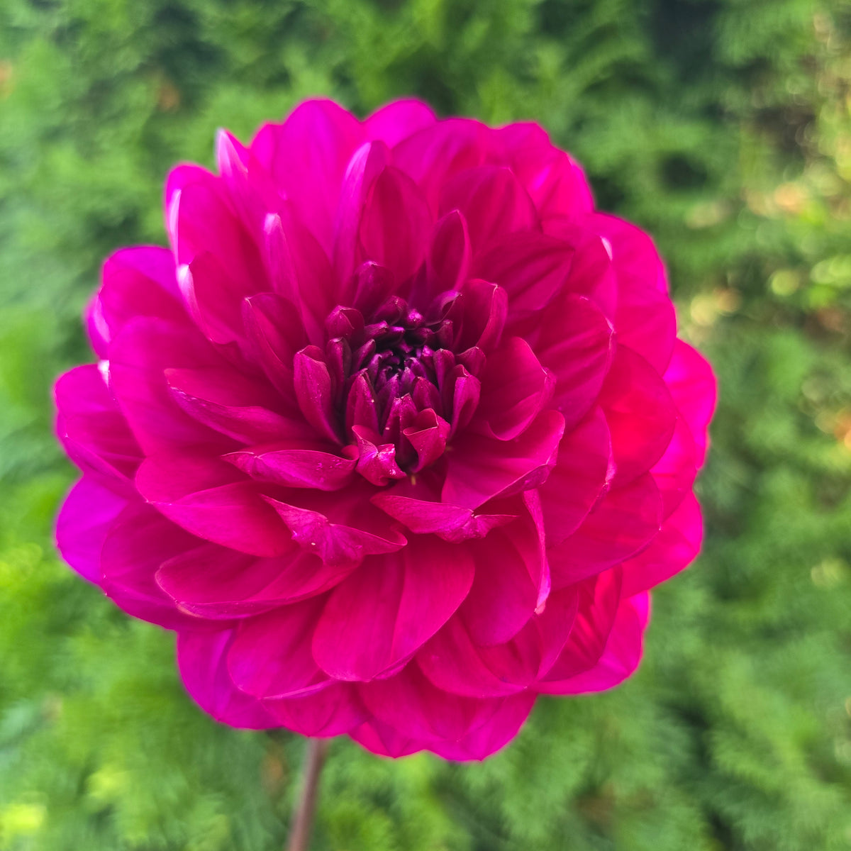 Sandia Regal