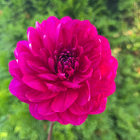 Sandia Regal