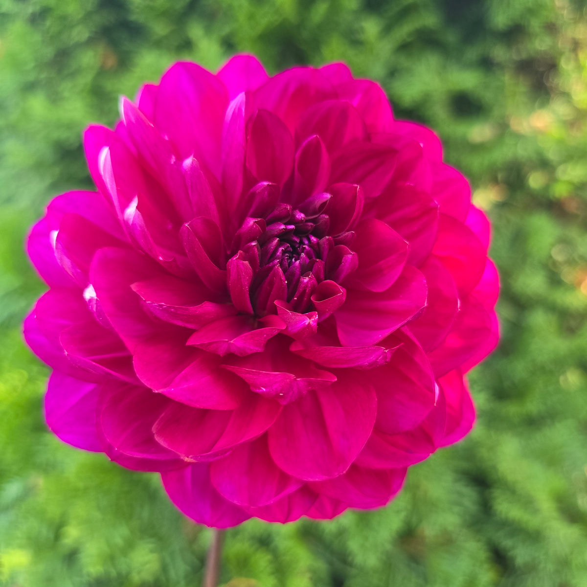 Sandia Regal