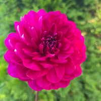 Sandia Regal