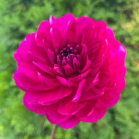 Sandia Regal