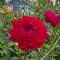 SANDIA CLAIRE (Limit 1)