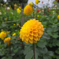 Clearview Butterscotch