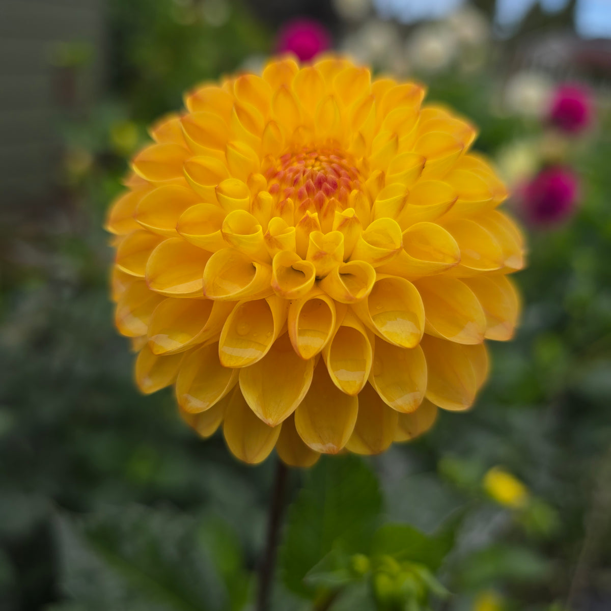 Clearview Butterscotch