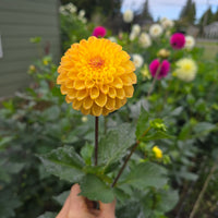 Clearview Butterscotch