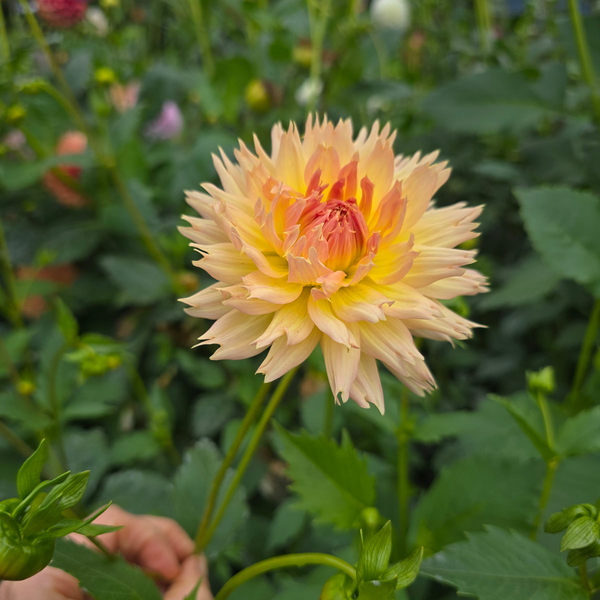 LAKEVIEW PEACH FUZZ