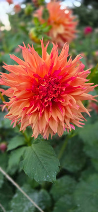 NORMANDY ORANGE FLUFF
