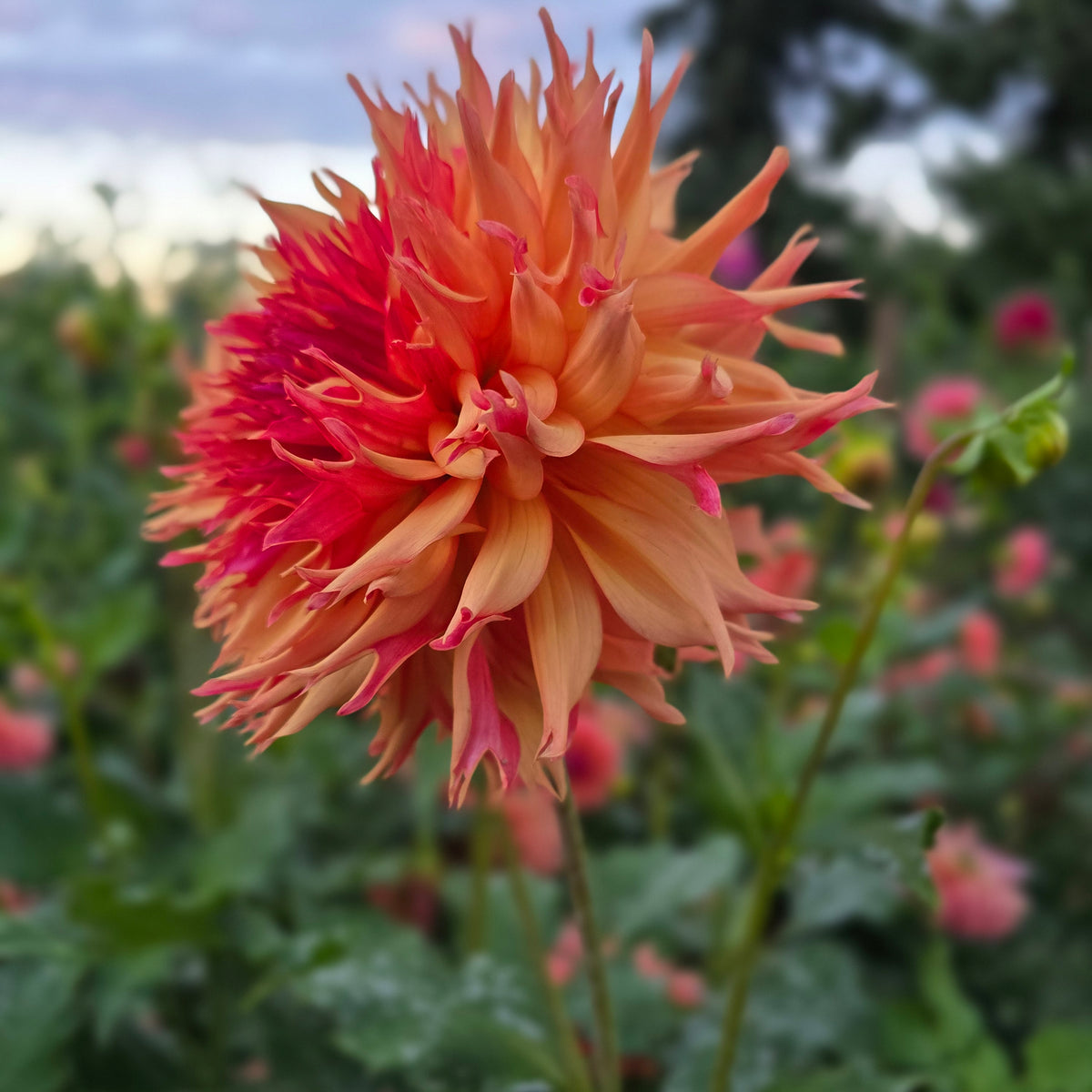 NORMANDY ORANGE FLUFF