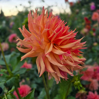 NORMANDY ORANGE FLUFF