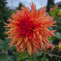 NORMANDY ORANGE FLUFF