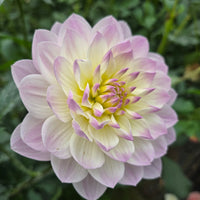 HOLLYHILL LILLIBET