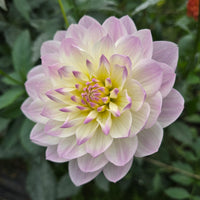 HOLLYHILL LILLIBET