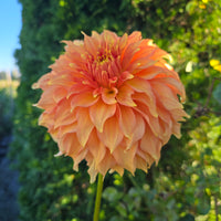 Summer Rain