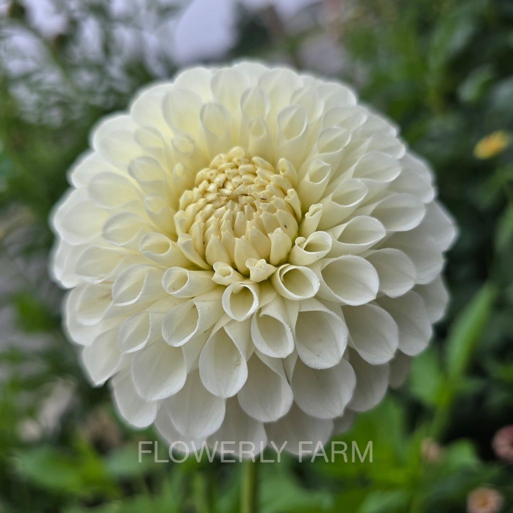 20TH AVE & BAKER RD Tuber