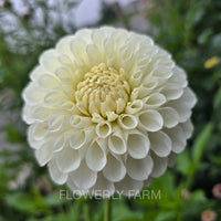 20TH AVE & BAKER RD Tuber