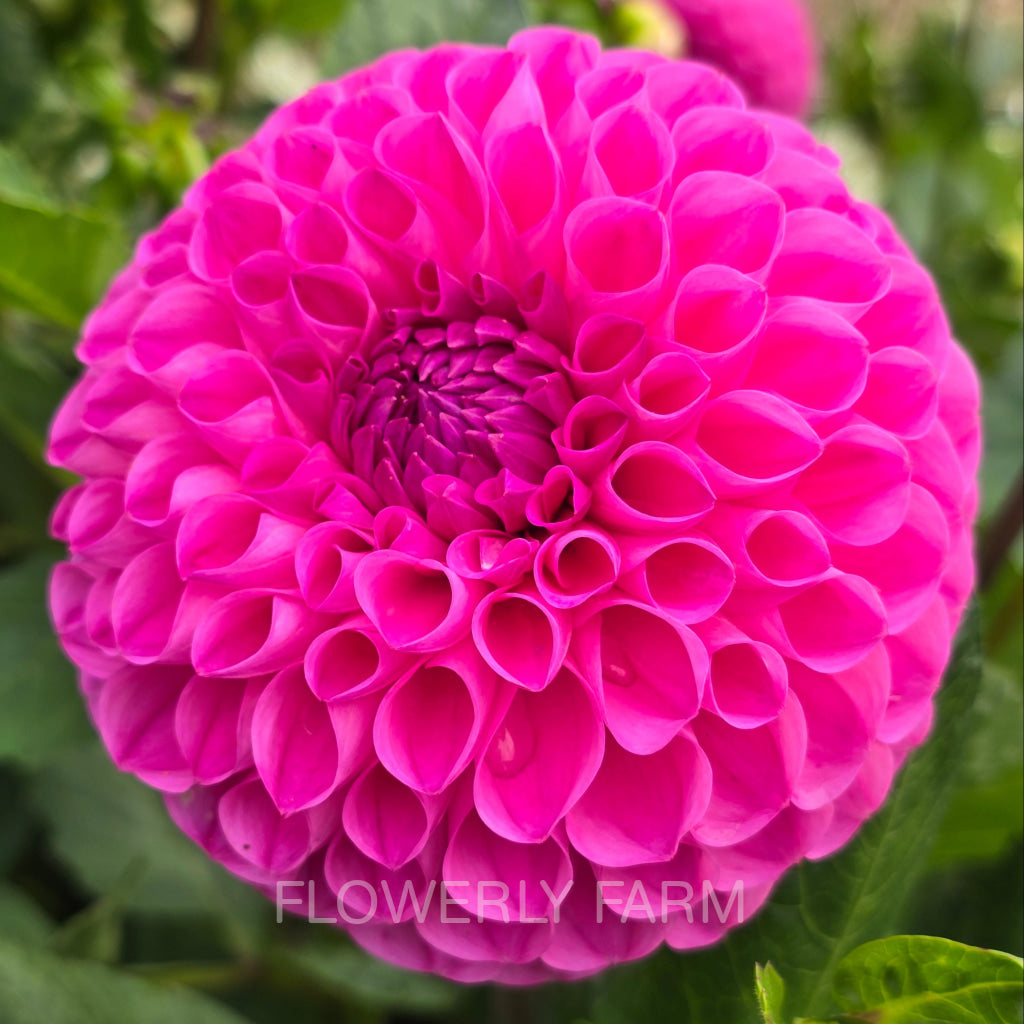 20TH AVE FOR MOM Tuber