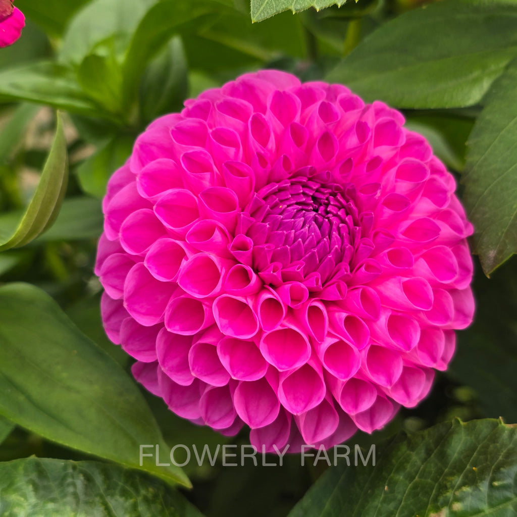 20TH AVE FOR MOM Tuber