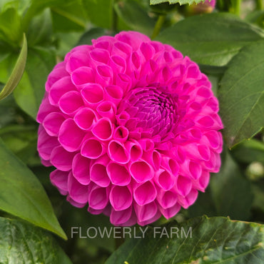 20TH AVE FOR MOM Tuber