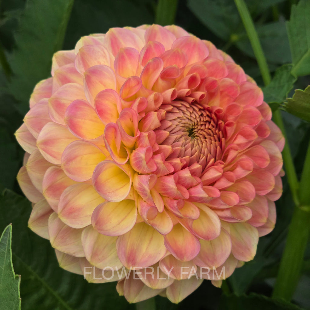 20TH AVE SOFTER PEACH