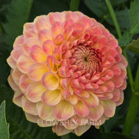 20TH AVE SOFTER PEACH