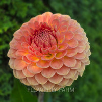 20TH AVE SOFTER PEACH