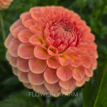 20TH AVE SOFTER PEACH