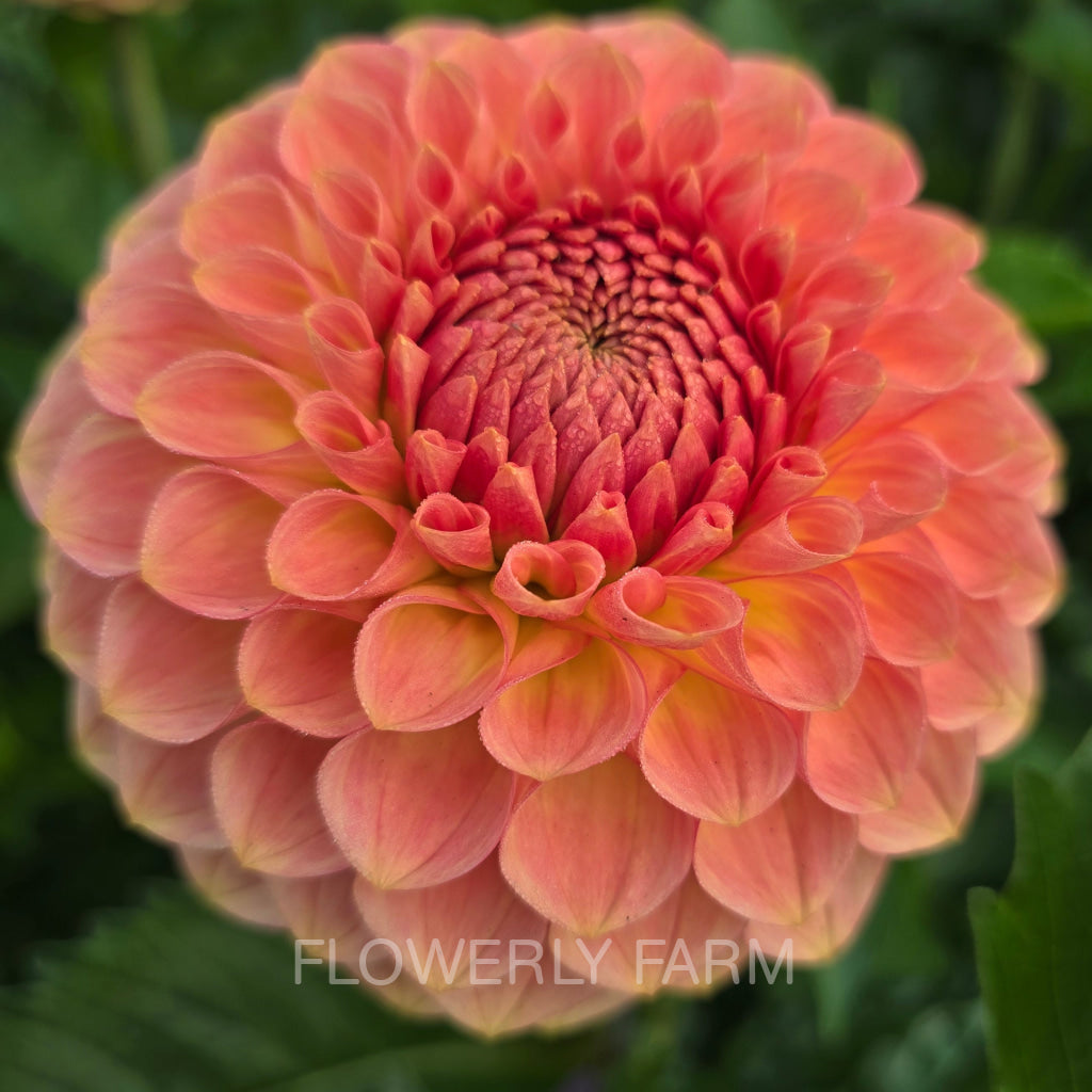 20TH AVE SOFTER PEACH