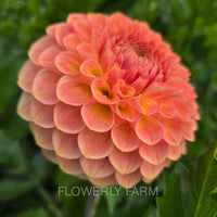 20TH AVE SOFTER PEACH