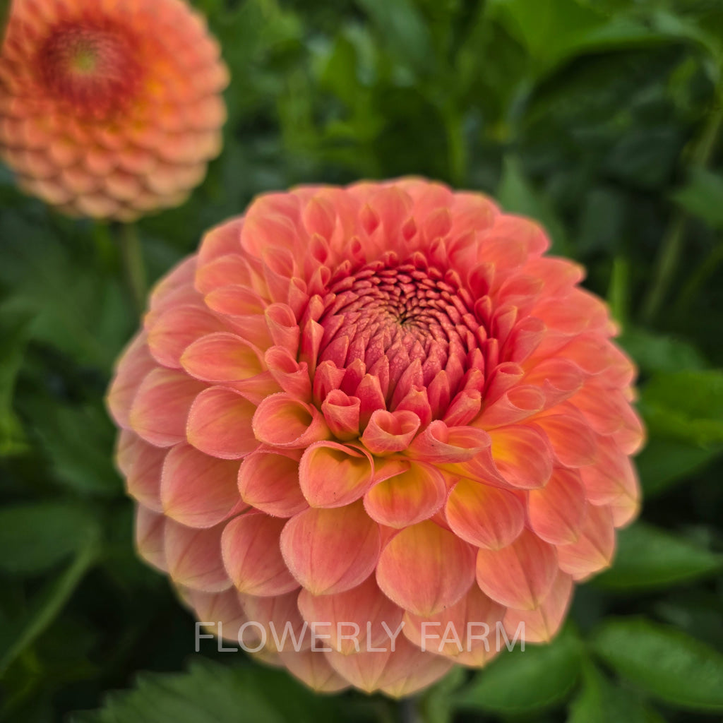 20TH AVE SOFTER PEACH