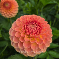 20TH AVE SOFTER PEACH