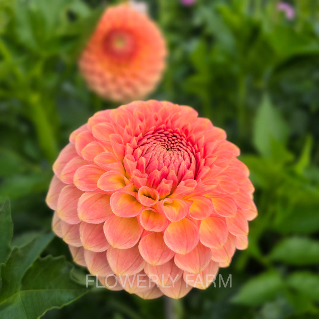 20TH AVE SOFTER PEACH