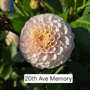 20Th Avenue Memory