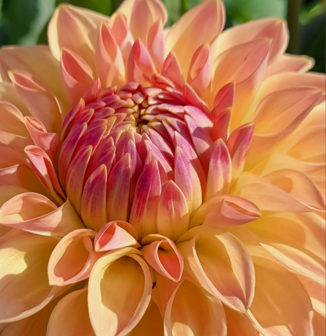 邦楽 Bloom Blc. Mem. Richard Nakanishi (Sunstate Outback x Toshie Aoki `Pizazz' A