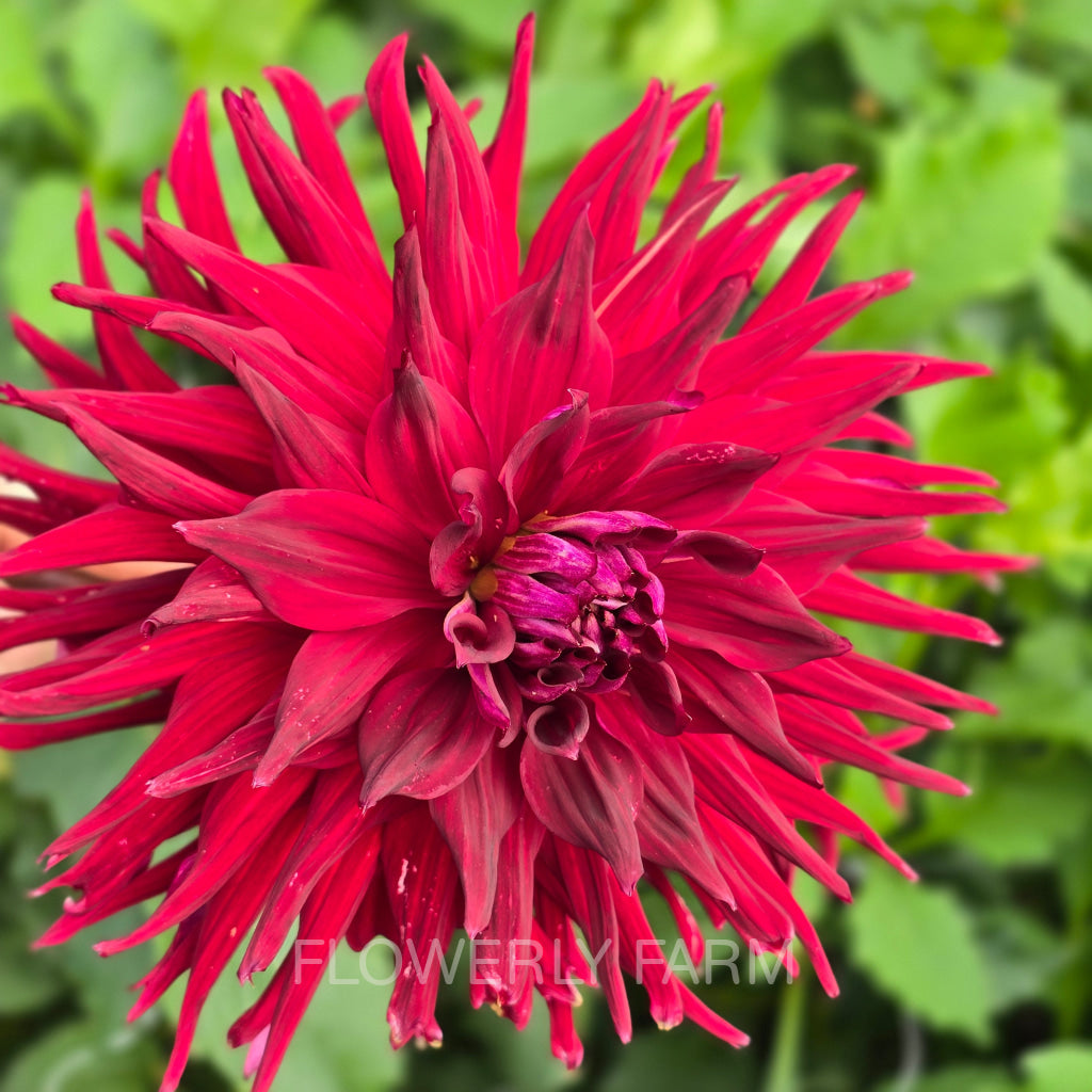 ALLEN’S DIABLO Tuber