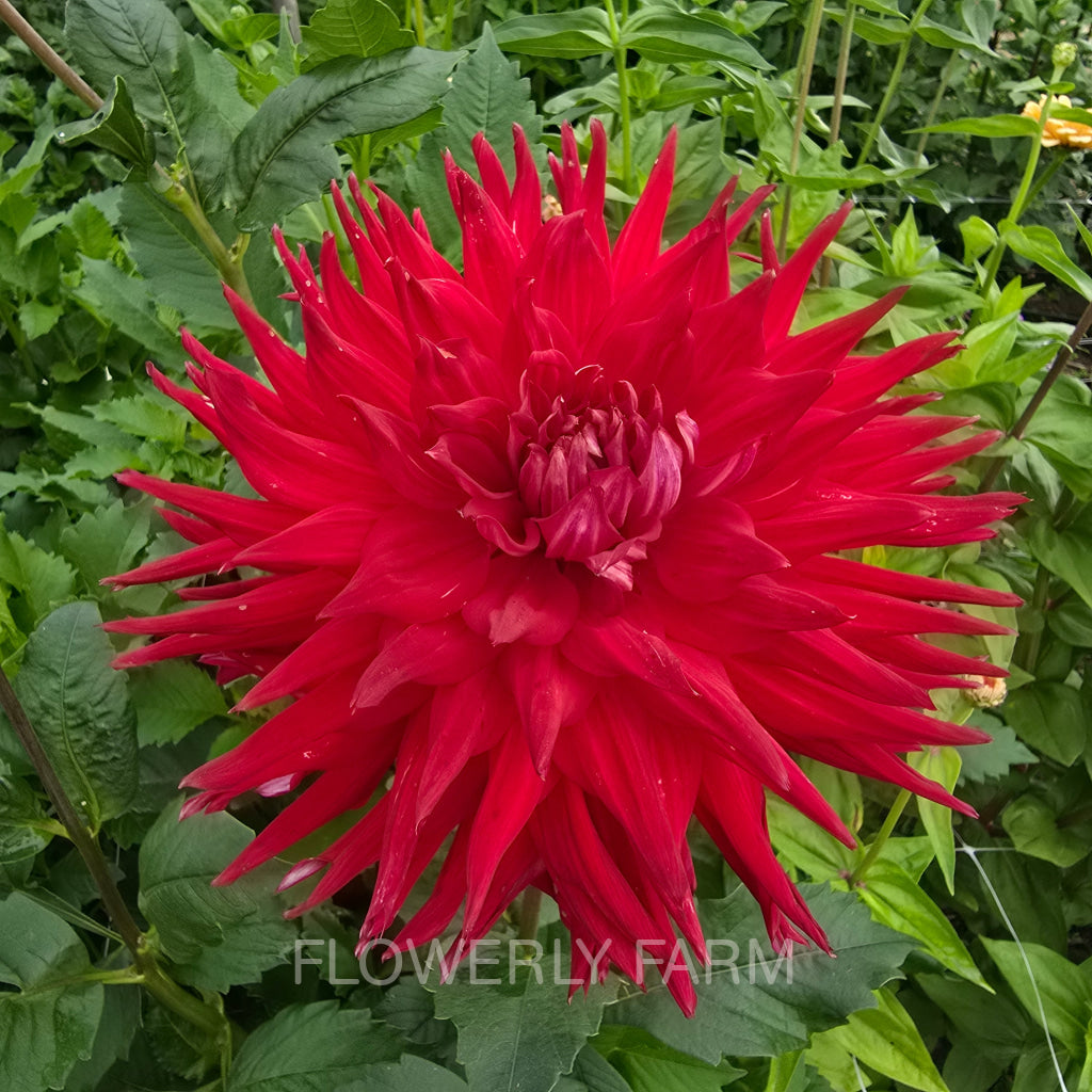 ALLEN’S DIABLO Tuber