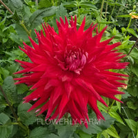 ALLEN’S DIABLO Tuber